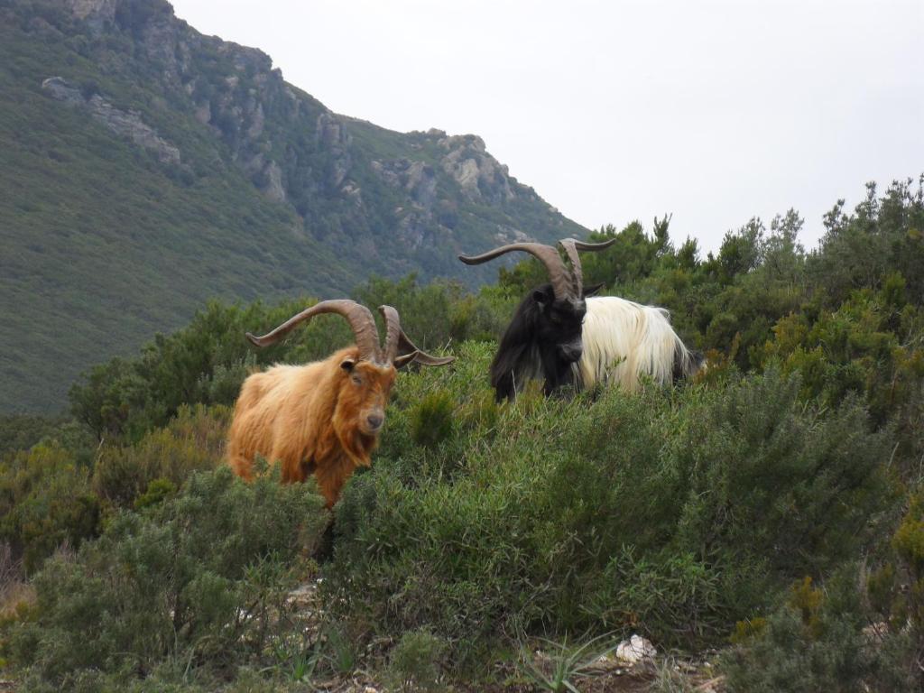 Gite U Licetu A La Campagne Oreta Exterior foto